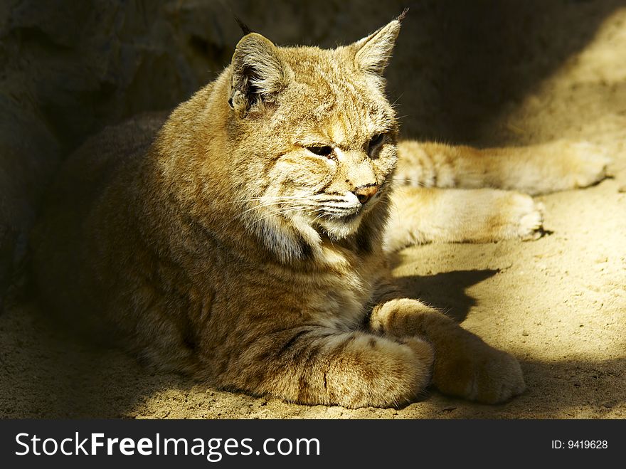 Lynx resting