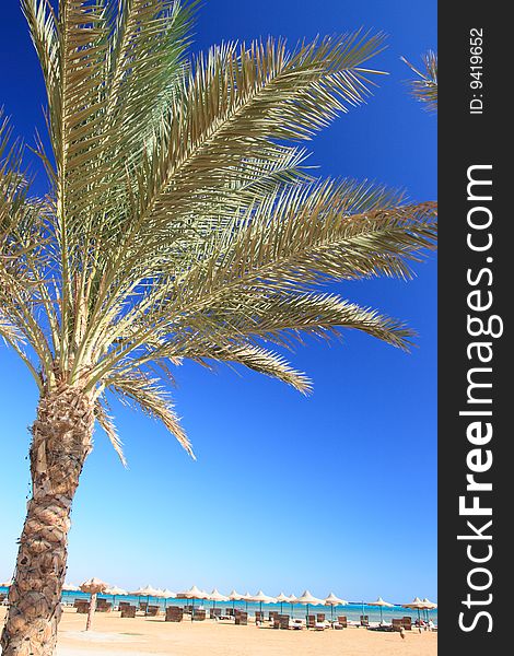 Blue sky, palm and umbrellas on the beach