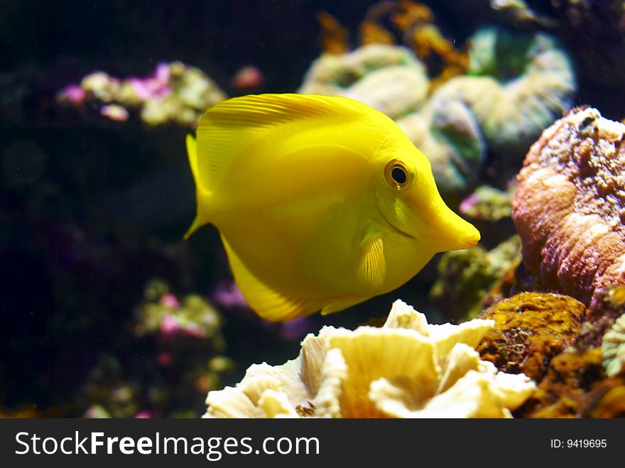 Feeding yellow tang (Zebramosa) and corals at the background