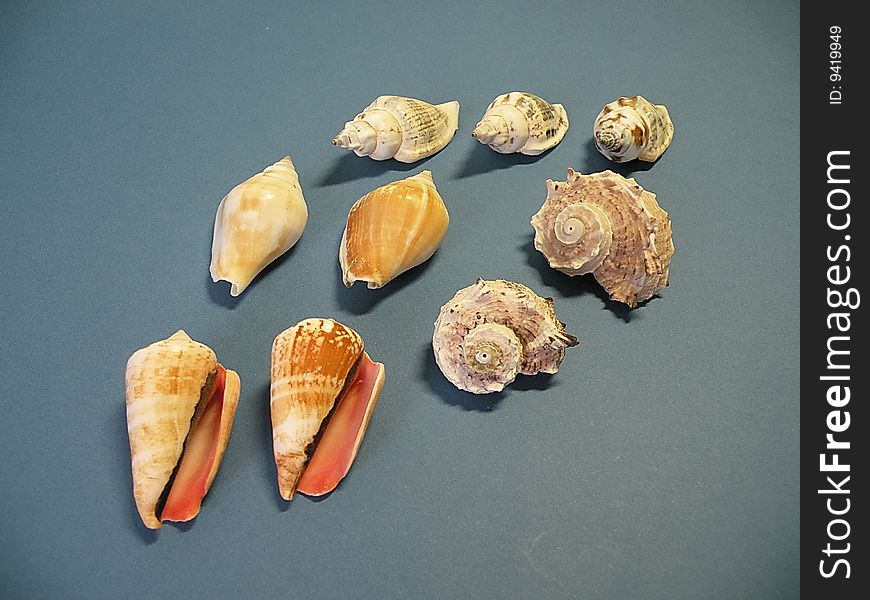 Shells found at the beaches