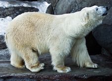 Polar Bear Stock Photography
