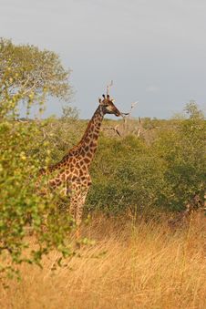 Giraffe In Sabi Sand Reserve, Africa Stock Photography Giraffe In Sabi Sand Reserve, Africa Stock Photography