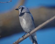 Blue Jay Royalty Free Stock Photos Blue Jay Royalty Free Stock Photos