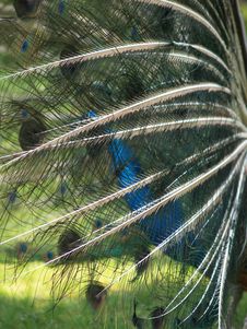 Peacock Stock Images Peacock Stock Images