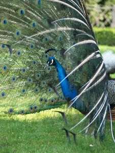 Peacock Stock Photos Peacock Stock Photos