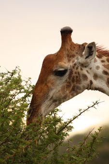 Giraffe In Sabi Sand Reserve, Africa Stock Images Giraffe In Sabi Sand Reserve, Africa Stock Images