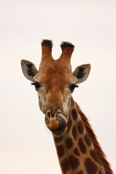 Giraffe In Sabi Sand Reserve, Africa Royalty Free Stock Images Giraffe In Sabi Sand Reserve, Africa Royalty Free Stock Images