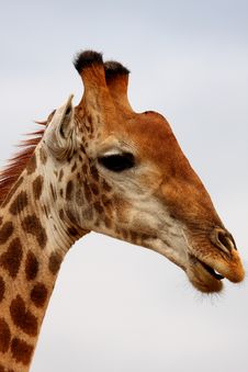 Giraffe In Sabi Sand Reserve, Africa Royalty Free Stock Images Giraffe In Sabi Sand Reserve, Africa Royalty Free Stock Images
