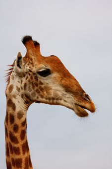 Giraffe In Sabi Sand Reserve, Africa Royalty Free Stock Photography Giraffe In Sabi Sand Reserve, Africa Royalty Free Stock Photography