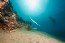 Ocean, Sun And Diver Stock Photography Ocean, Sun And Diver Stock Photography