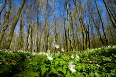 Wildflowers In Grove Royalty Free Stock Photo Wildflowers In Grove Royalty Free Stock Photo
