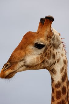 Giraffe In Sabi Sand Reserve, Africa Stock Photo Giraffe In Sabi Sand Reserve, Africa Stock Photo