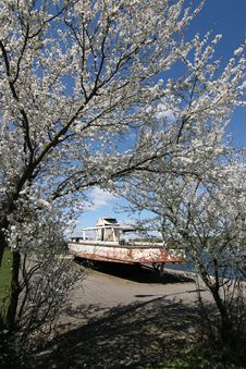 Blossoming Tree And Old Motorboat Stock Photography Blossoming Tree And Old Motorboat Stock Photography