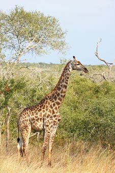 Giraffe In Sabi Sand Reserve, Africa Royalty Free Stock Image Giraffe In Sabi Sand Reserve, Africa Royalty Free Stock Image