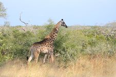 Giraffe In Sabi Sand Reserve, Africa Stock Photography Giraffe In Sabi Sand Reserve, Africa Stock Photography