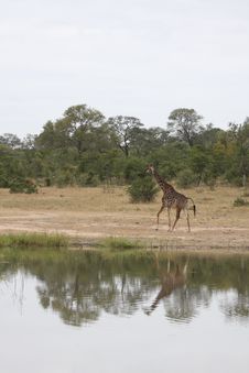 Giraffe In Sabi Sand Reserve, Africa Stock Image Giraffe In Sabi Sand Reserve, Africa Stock Image