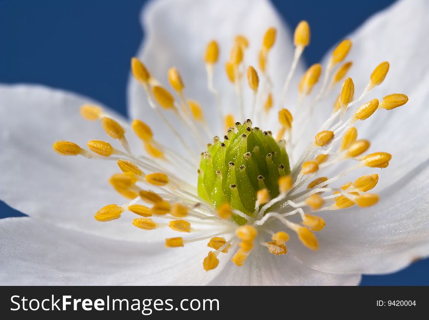 A closeup of the center or stamen of a wood anemone blossom an early spring flower. Anemone nemorosa