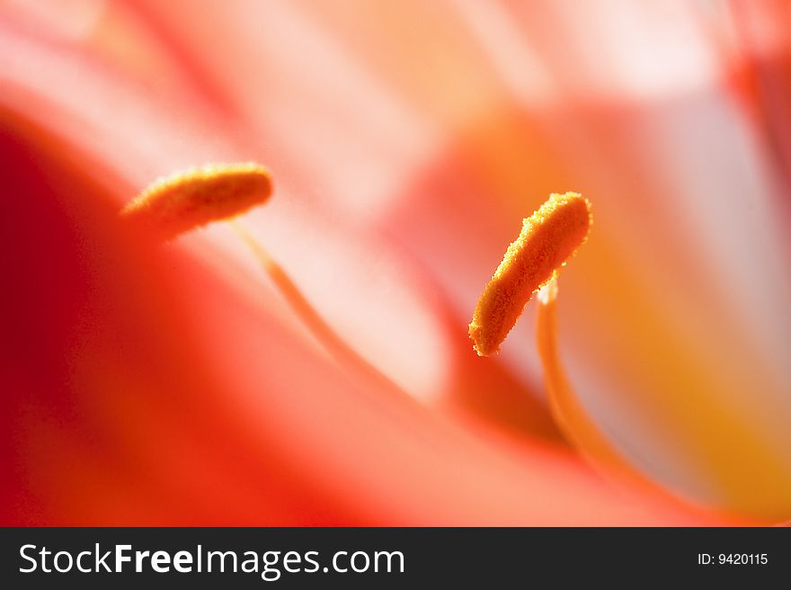 Clivia flower stamen pistil orange background closeup. Clivia flower stamen pistil orange background closeup