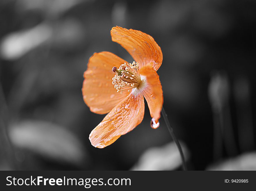 A single wet yellow poppy on a gray background