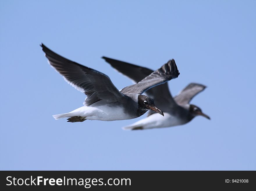 Sightseeing flight of seagulls twins