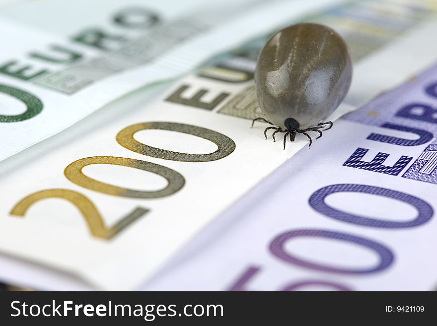 Tick sitting on euro banknotes. Tick sitting on euro banknotes
