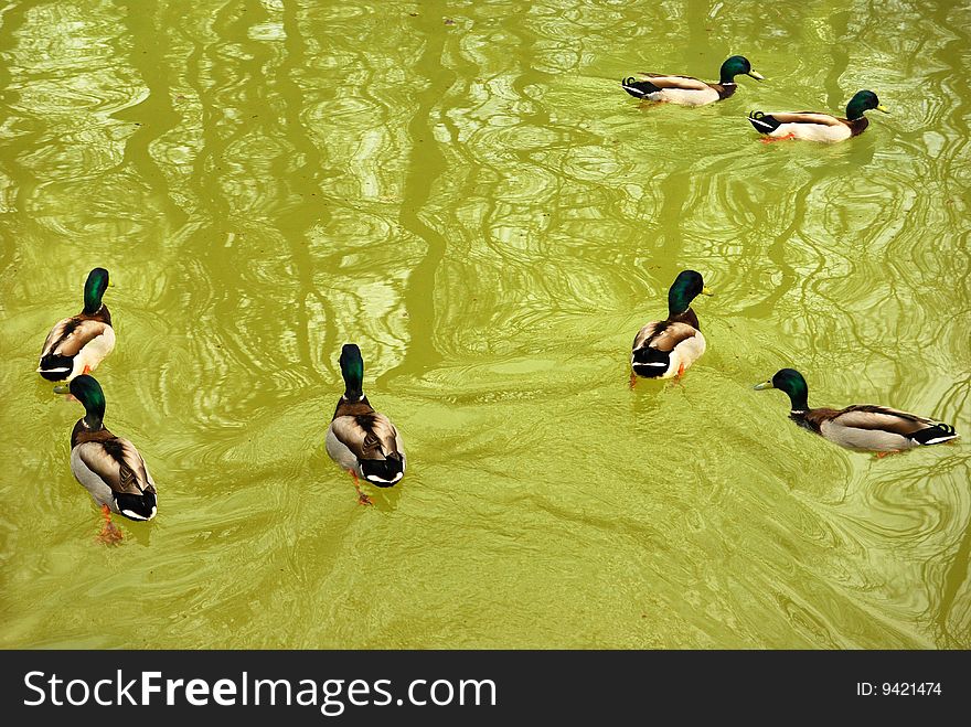 Ducks Swiming In The Lake