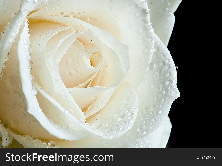 Beautiful close-up rose with water drops removed close up on a light background