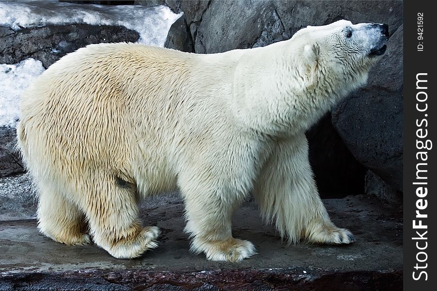 Nice polar bear in the zoo