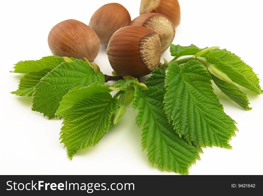 Hazelnuts with leaves on a white background