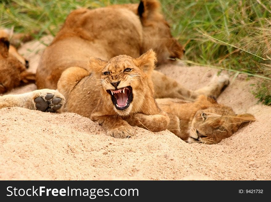 Lions in the Sabi Sand Game Reserve