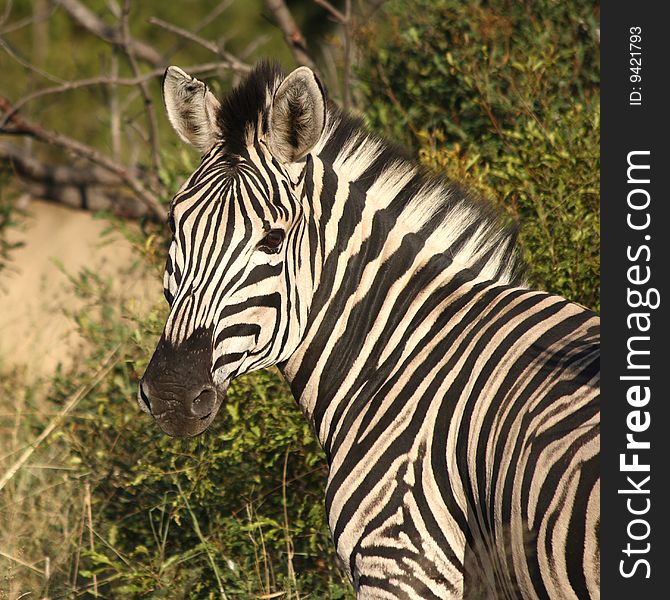 Zebra on safari in south africa