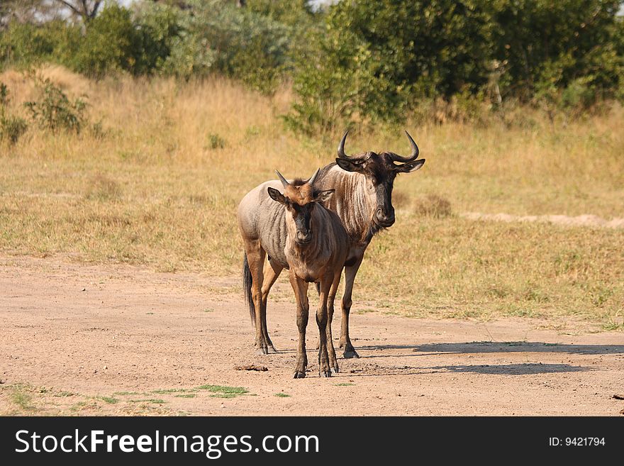 Blue Wildebeest in Sabi Sand Game Reserve, South Africa