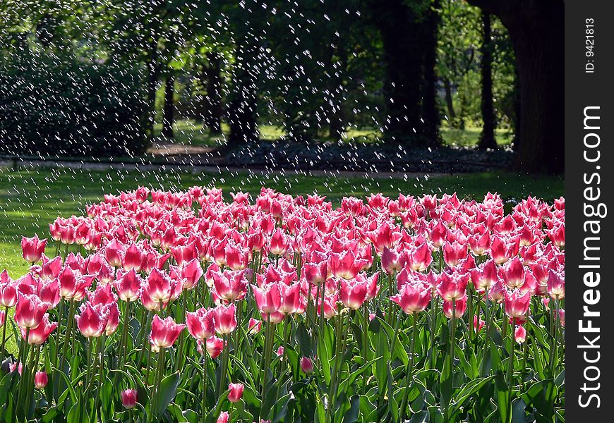 Red tulips watering in a park