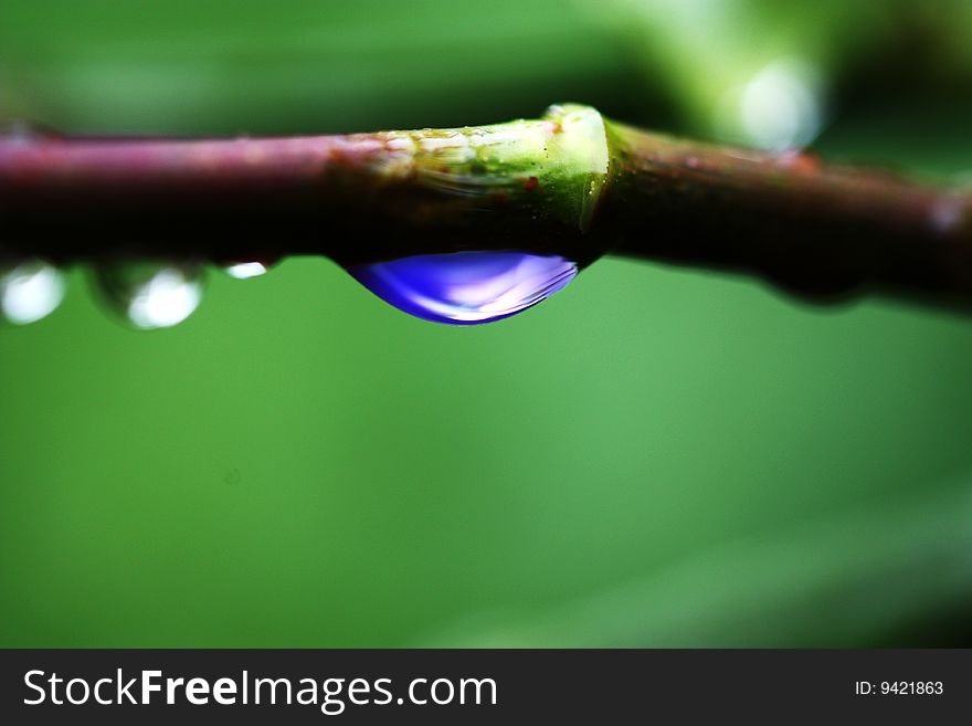 A blue raindrop on a bare winter branch against a blured green background. A blue raindrop on a bare winter branch against a blured green background