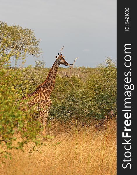 Giraffe in Sabi Sand Reserve, Africa