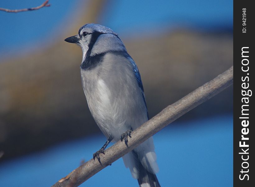 Blue Jay Perched in a Tree