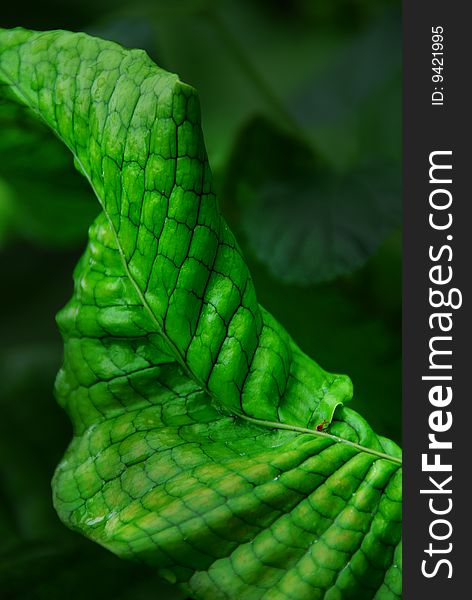 Curled green leaf with black pattern lines. Curled green leaf with black pattern lines