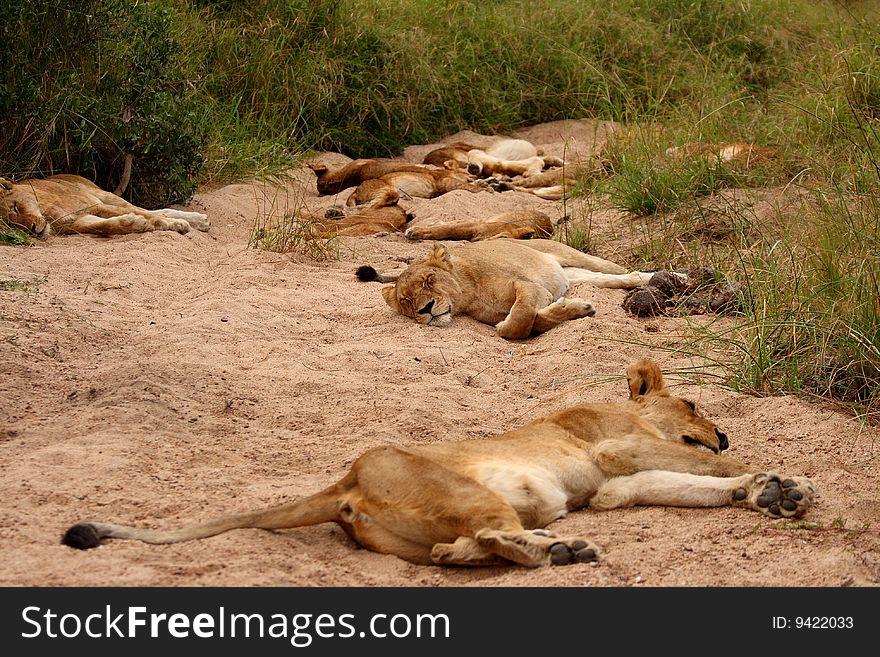 Lions in the Sabi Sand Game Reserve, South Africa