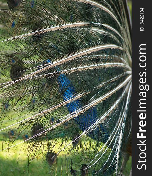 Detail of peacockÂ´s tail from profile