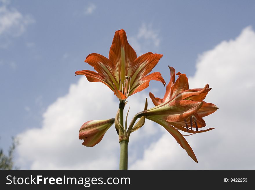Orange tiger lily with 3 blooms sky backgound