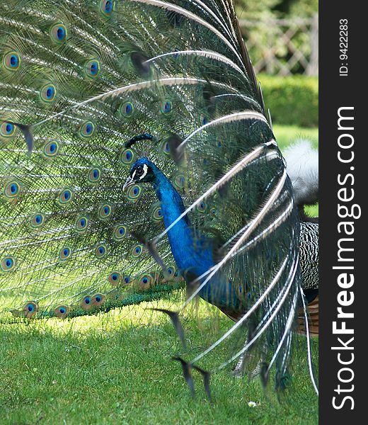Detail of peacockÂ´s tail from profile