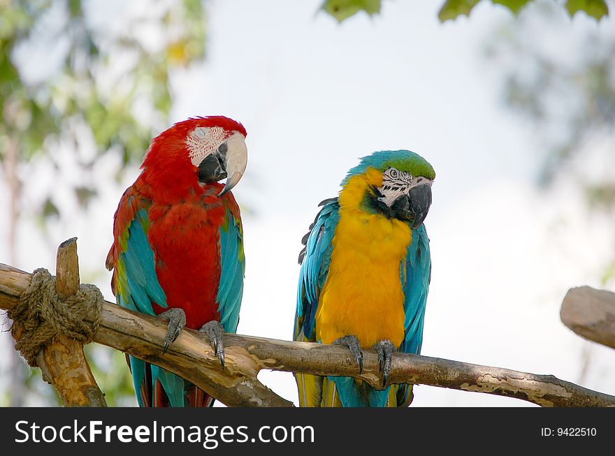 Blue and yellow macaw sitting next to scarlet macaw. Blue and yellow macaw sitting next to scarlet macaw