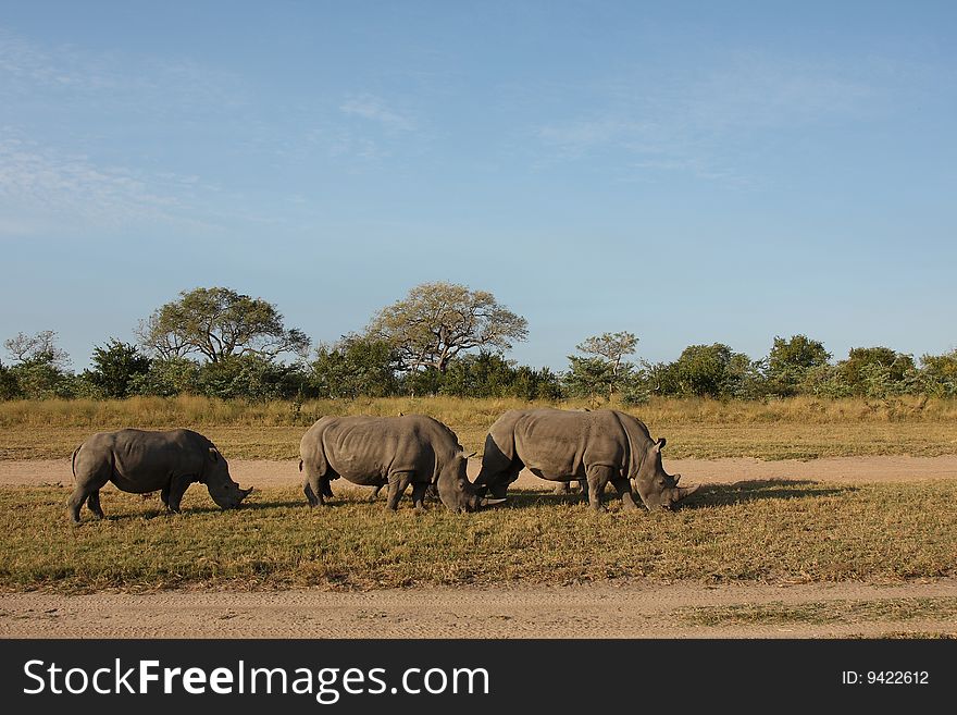 Rhino in Sabi Sand |Reserve, South Africa. Rhino in Sabi Sand |Reserve, South Africa