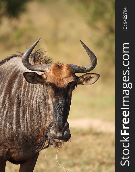 Blue Wildebeest In Sabi Sand Game Reserve