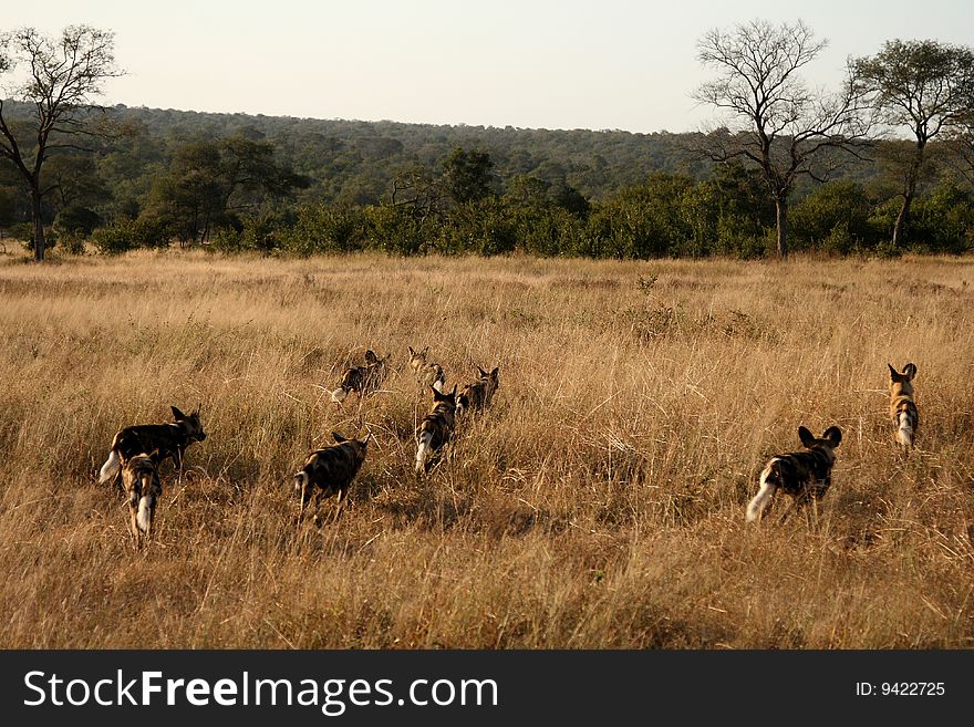 Wild Dogs In South Africa