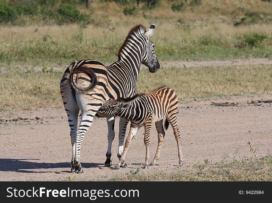 Zebra And Calf