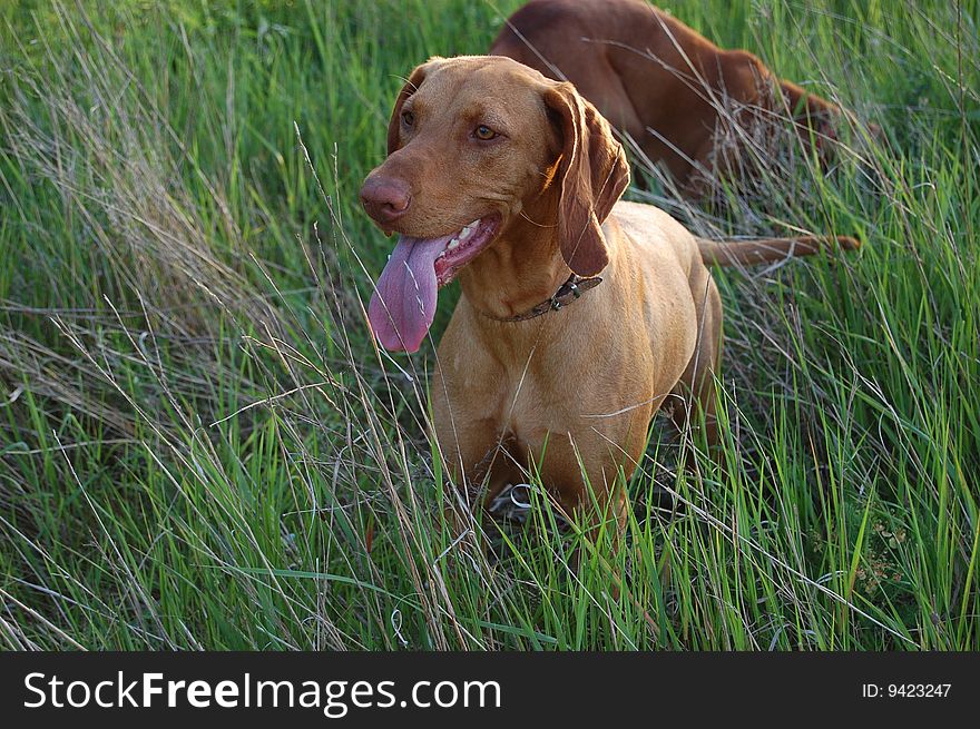 Cute tired hungarian vizsla hunting dog in the meadow. Cute tired hungarian vizsla hunting dog in the meadow