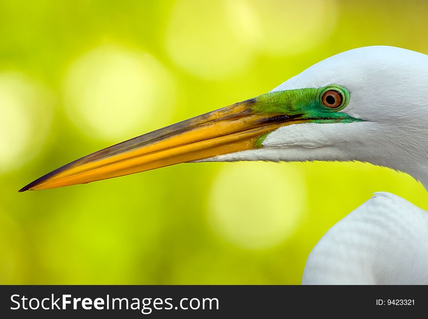 A Close up head shot of a Great Egret displaying mating colors. A Close up head shot of a Great Egret displaying mating colors