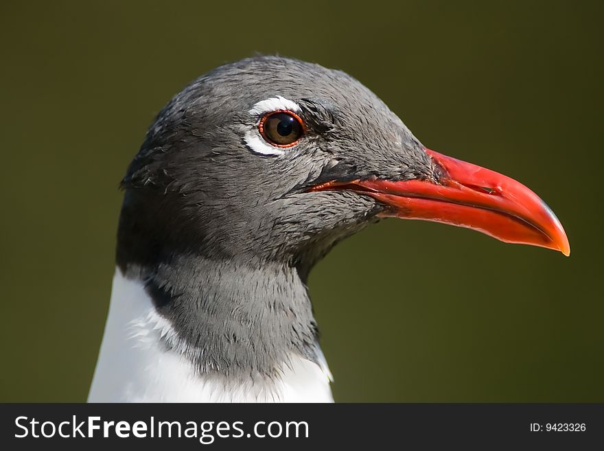 A Close Up Shot Of A Laughing Gull