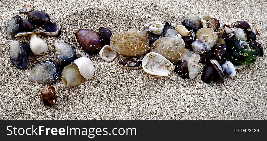 This is a picture of puka and cowrie shells that were found on the beach on Oahu, Hawaii. This is a picture of puka and cowrie shells that were found on the beach on Oahu, Hawaii.